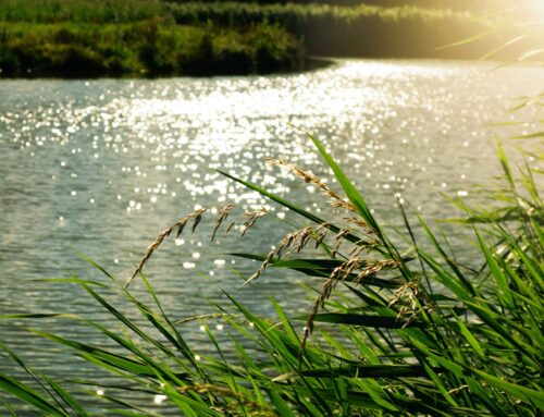 KINDNESS Is Not Optional – By Mary Smith -The Healing Mind Magazine