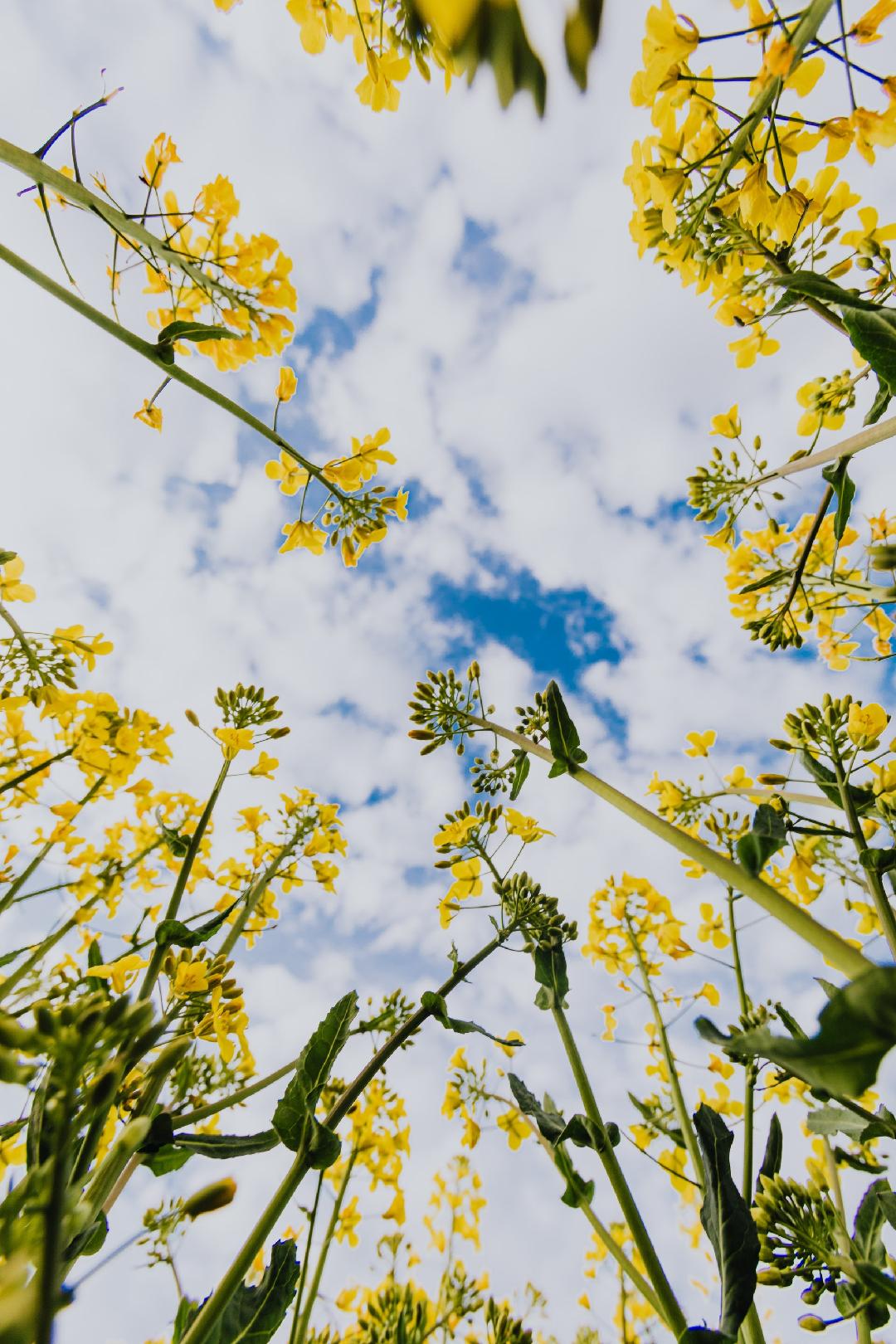 thumbnail Himmel mit gelben Blumen