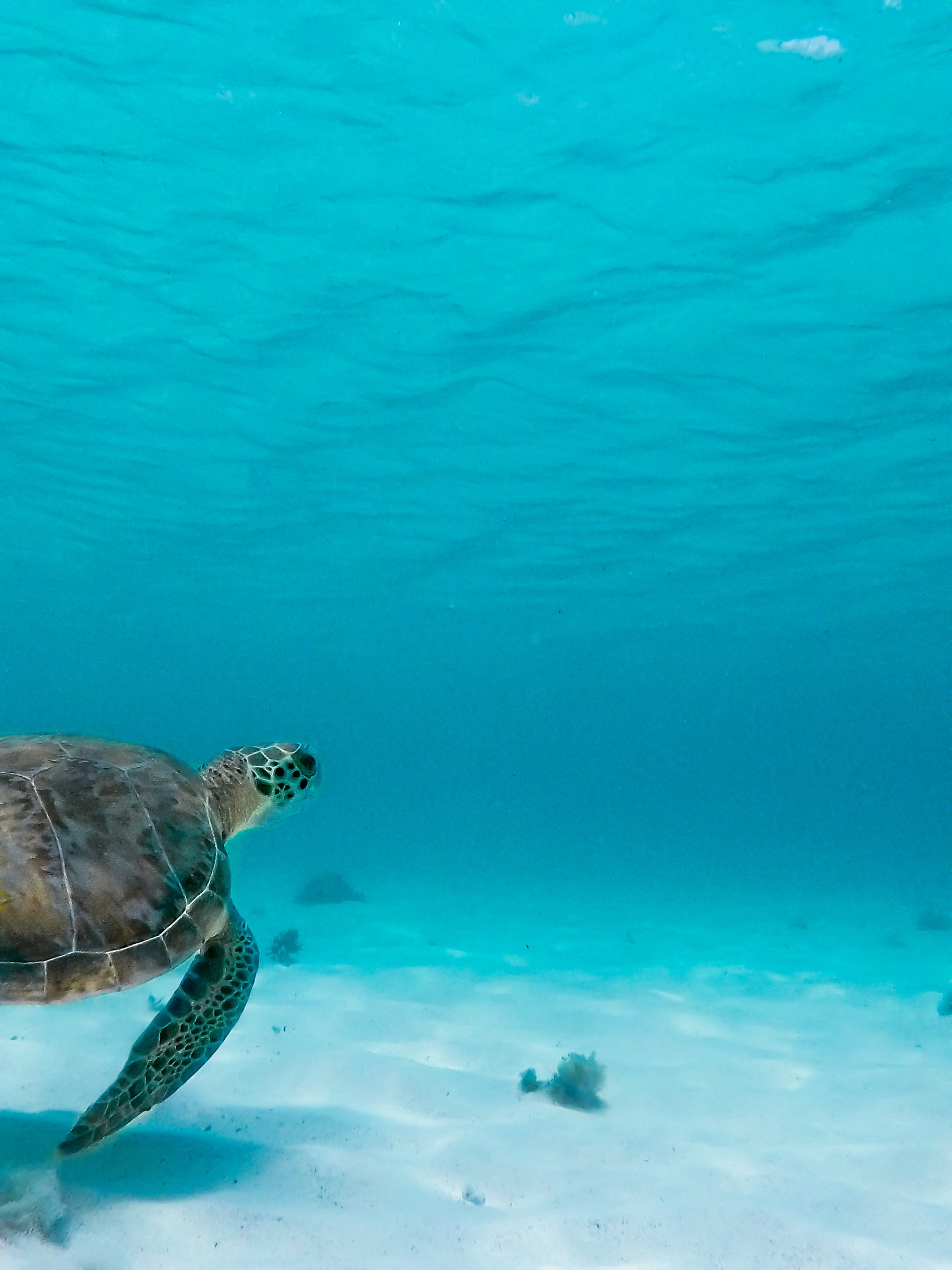 pexels-symeon-ekizoglou-2363331 Water Turtle