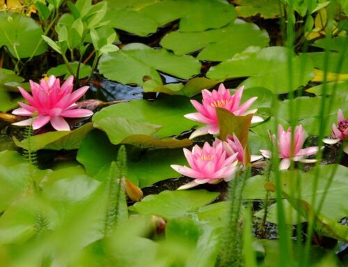 Her Voice in the Silence – Ryan Parker – The Healing Mind Magazine