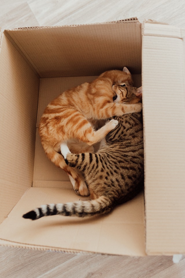 pexels-arina-krasnikova-7725629 cats in box playing