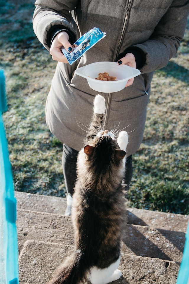 pexels-nastyasensei-3318215 catfood