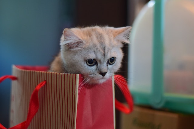 pexels-tyagadipta-biswal-14179601 cat in xmas bag
