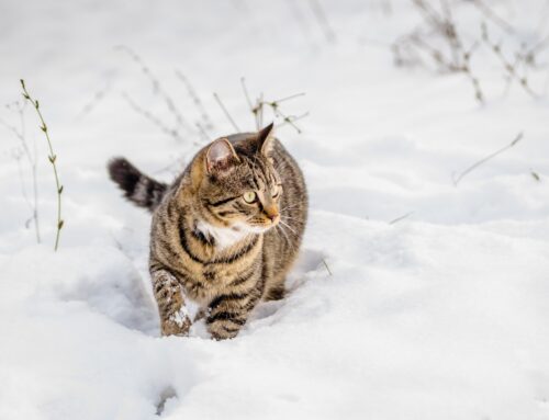 Cat Bond With People – By Mary Smith -The Healing Mind Magazine