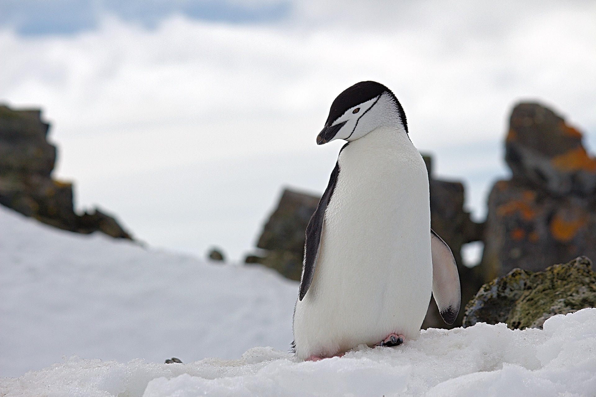 pexels-dsd-689777pinguin
