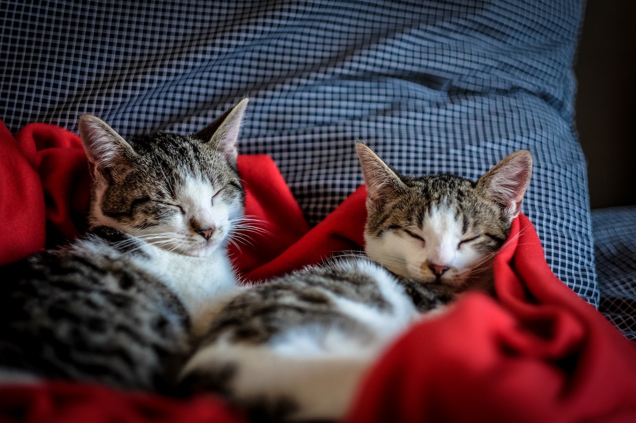 pexels-francesco-ungaro-96428 cat 2