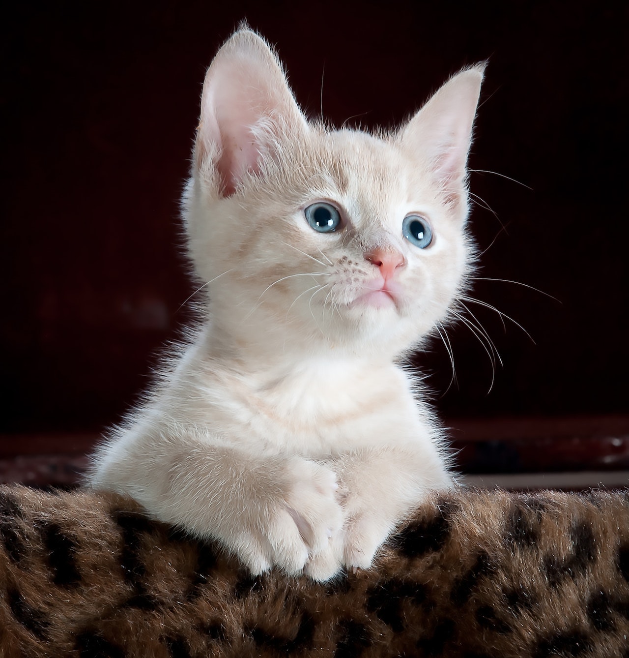 pexels-pixabay-45201cat 1