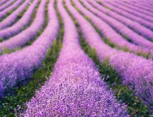 Lavender Dreams – By Will KIm-The Healing Mind Magazine