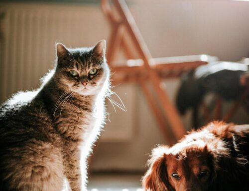 Cats + Dogs: A Guide for Harmony in a Multi – Pet Household – By Mary Smith -The Healing Mind Magazine