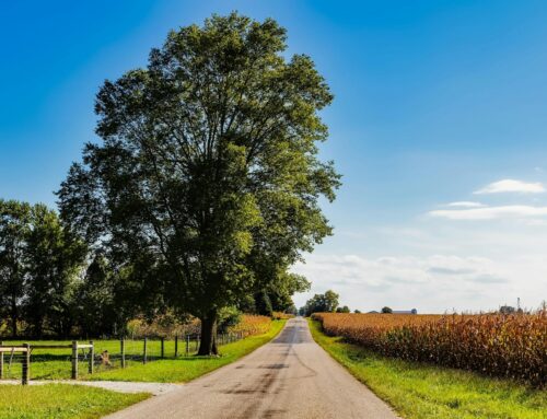 When Familiarity Feels Like Loyalty – By Mariette Kammerer -The Healing Mind Magazine