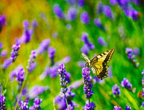 A Quiet Wanting: A Dream of Being Chosen Just to Be – Ryan Parker – The Healing Mind Magazine