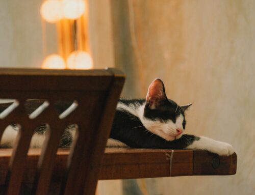 Rest Isn’t Always Relief: Why We Wake Up Hurting – By Mary Smith -The Healing Mind Magazine