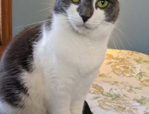 When the House Won’t Stay Quiet – By Mariette Kammerer -The Healing Mind Magazine