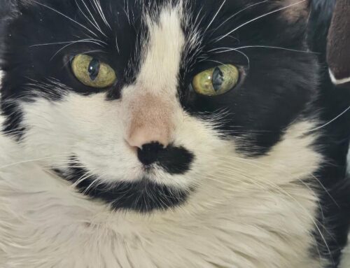 When One Heart Leaves and Another Finds You – By Mariette Kammerer -The Healing Mind Magazine